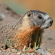 Image for article titled Which species stand to benefit the most from global warming?